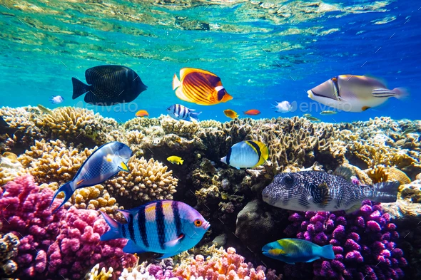 underwater_ tropical fish